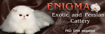 Enigma cattery - Persian and Exotic